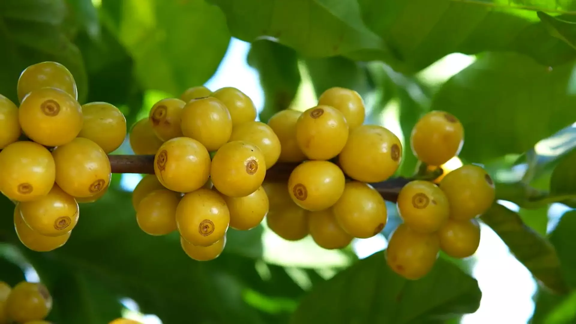 5º Fórum Café e Clima da Cooxupé abordará relação da fisiologia das plantas com a atual safra cafeeira